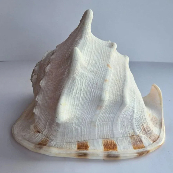 Giant 9" Cassis cornuta helmet sea  shell. Collector home decor - Picture 2 of 6